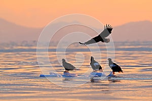 Eagle flying above the sea. Beautiful Steller`s sea eagle, Haliaeetus pelagicus, flying bird of prey, with sea water, Hokkaido, Ja