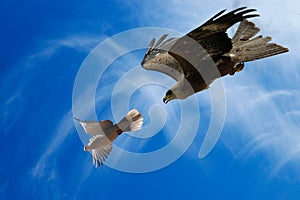 Eagle flying behind a turtledove