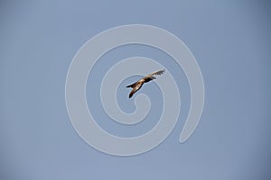 Eagle flying in the blue sky