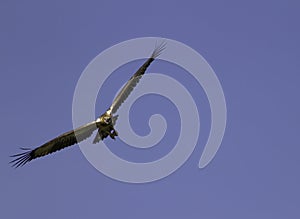 Eagle, flying in the blue sky, spotted in Singapore