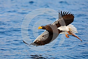 Eagle flying with fish. Beautiful Steller`s sea eagle, Haliaeetus pelagicus, flying bird of prey, with blue sea water, Kamchatka,