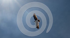 Eagle flying with full wings and sunlights on blue sky