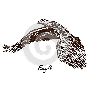 Eagle flying, with inscription, hand drawn doodle