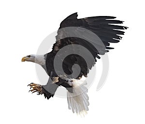 Eagle flying isolated at white
