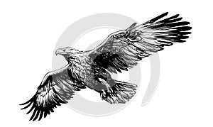 Eagle flying isolated on white background hand drawn sketch Vector illustration