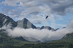 Eagle flying with mountains and fog