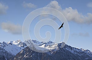 Eagle flying near Alaskan mountains