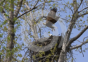 Eagle flying from Nest with Mate