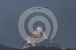 Eagle flying over sacred mountain of Himalaya, Machapuchare peak. Nepal photo