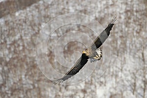 Flying eagle over sea and snow