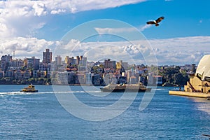 Eagle flying over Sydney Harbour Sydney NSW Australia.