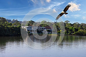 Eagle flying over Sydney Harbour Sydney NSW Australia.