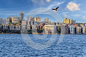 Eagle flying over Sydney Harbour Sydney NSW Australia.