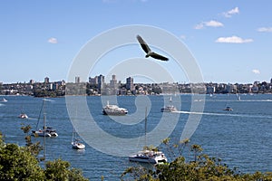 Eagle flying over Sydney Harbour Sydney NSW Australia.