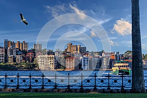 Eagle flying over Sydney Harbour Sydney NSW Australia.