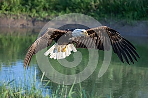 an eagle is flying over the water while it catches fish