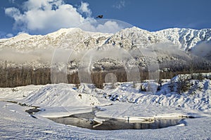 Eagle flying over a winter scene with mountains