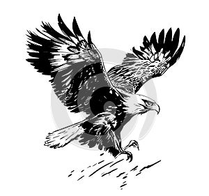 Eagle flying sketch hand drawn engraving style Vector illustration
