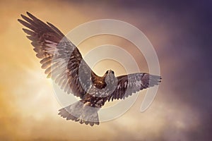 Eagle flying img