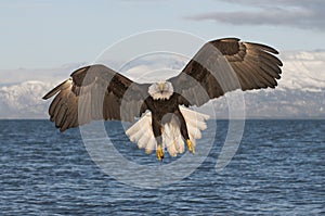 Eagle flying toward viewer