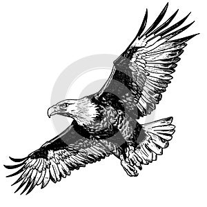 eagle flying vector graphics monochrome illustration Engraving