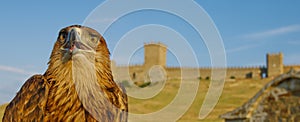 Eagle in front of castle