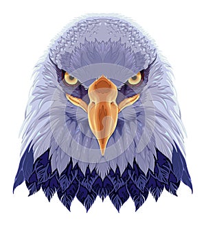 Eagle frontal view, vector isolated animal