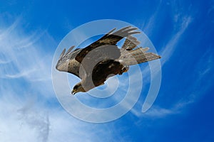 Eagle in full flight chopped in search of prey