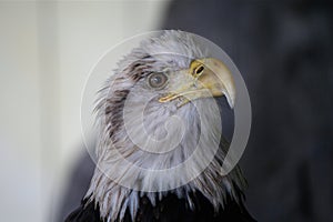 Eagle gazes back from his cage