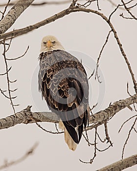 Eagle glaring directly at me