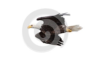 Eagle Glides on White Background