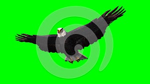 Eagle in gliding 1 - green screen