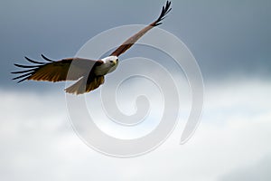 Eagle gliding with copy space on the right