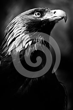 Eagle golden eagle black and white symbol militarism dark background photo