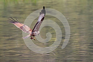 Eagle grabbing food