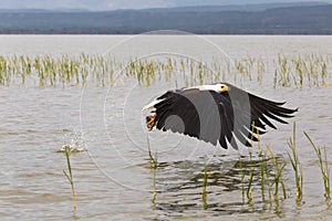 Eagle grabs fish from the surface of the lake Baringo. Kenya, Africa