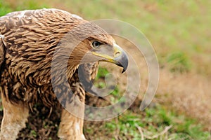 Eagle in grass