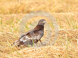 Eagle (Greater Spotted Eagle)