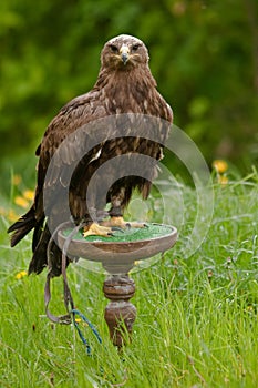 Eagle on a green wooden plate