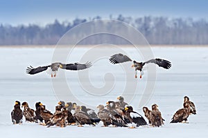 Eagle group on winter lake. Steller\'s sea Birds feeding fish in the snow lake. Animal behaviour in winter.eagles, Haliaeetus