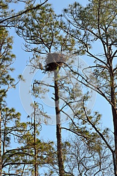 Eagle guarding nest in St Augustine