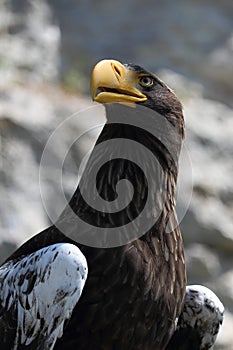 Eagle (Haliaeetus pelagicus)
