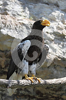 Eagle (Haliaeetus pelagicus)