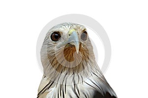 Eagle , Hawk head isolated on white background