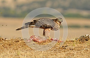 Eagle hawk poses with food
