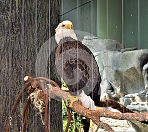 Eagle head against the background of a tree and rocks