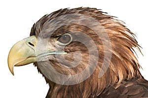 Eagle Head Close-Up