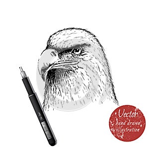 Eagle head hand drawn vector illustration