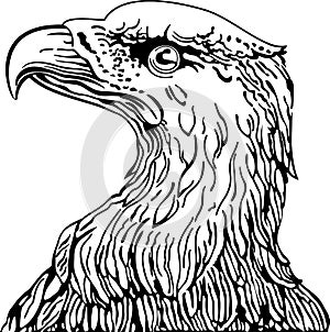 Eagle head