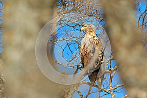 Eagle hidden in the tree. Big bird of prey White-tailed Eagle sitting on the tree with nice sun light. Eagle in winter vegetation